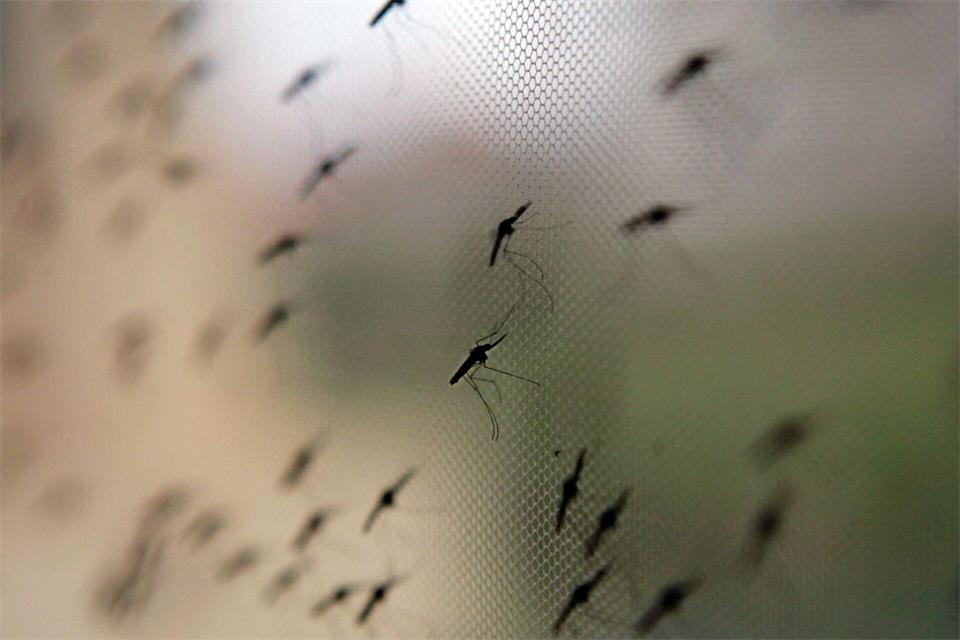 Die Anopheles-Mücken können Malaria übertragen. (Symbolbild)Stephen Morrison/epa/dpa