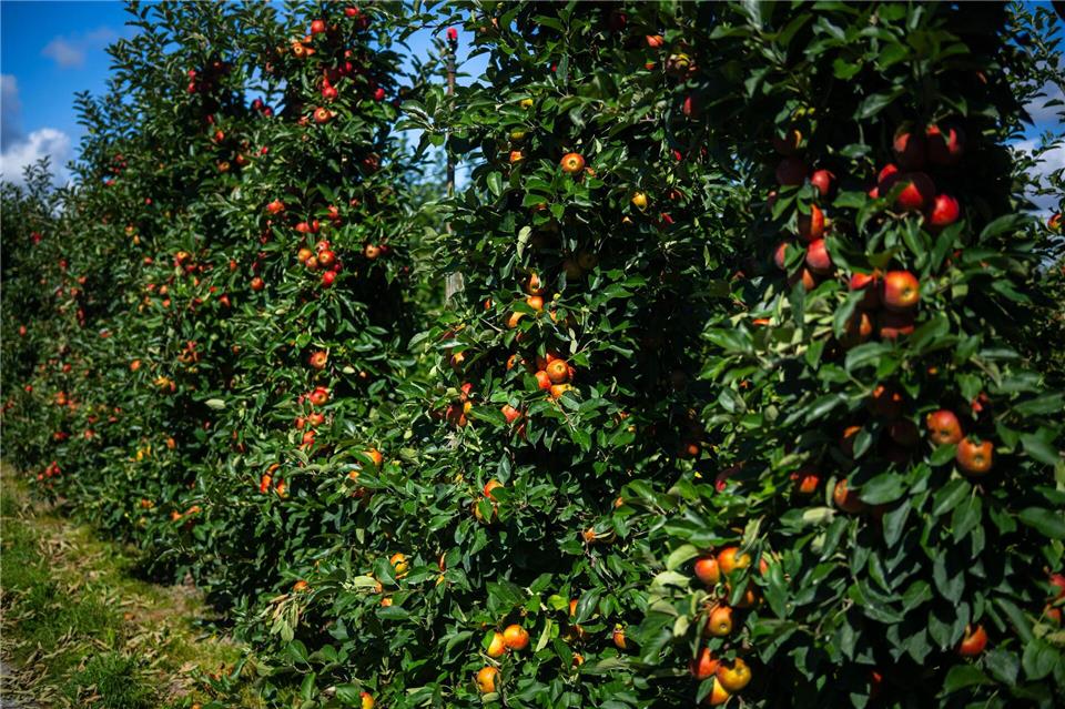 Die Apfelernte 2025 im Alten Land fällt reichhaltig aus.Sina Schuldt/dpa
