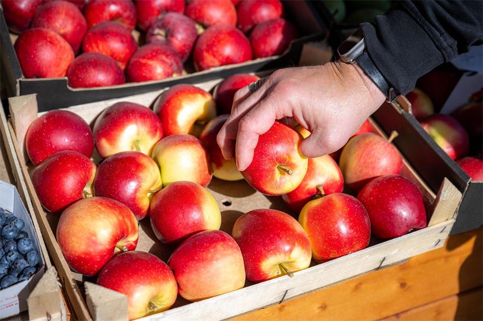 Die Apfelernte wird in NRW in diesem Jahr voraussichtlich geringer ausfallen. (Symbolbild)Sina Schuldt/dpa