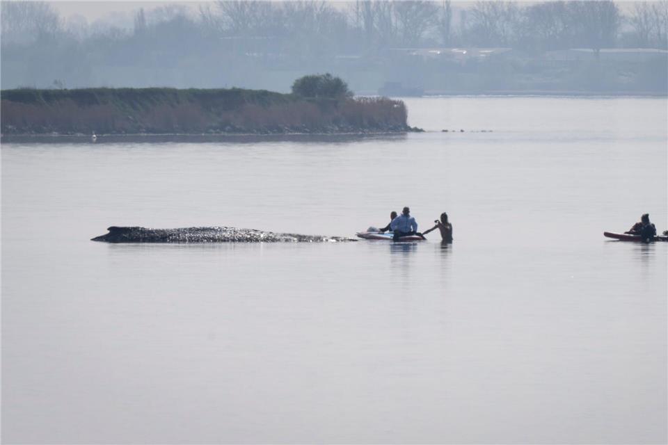 Die Arbeiten zur Rettung des Wals wurden am Donnerstagnachmittag unterbrochen und sollen am Freitag fortgesetzt werden.Philip Dulian/dpa