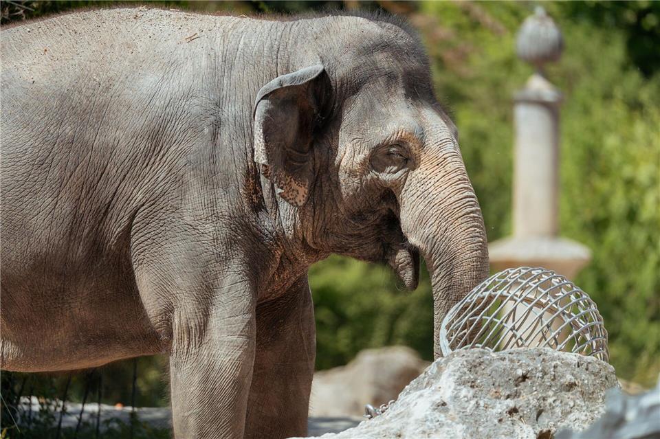 Die Asiatische Elefantenkuh Temi ist wieder trächtig. Jan Saurer/Tierpark Hellabrunn/dpa