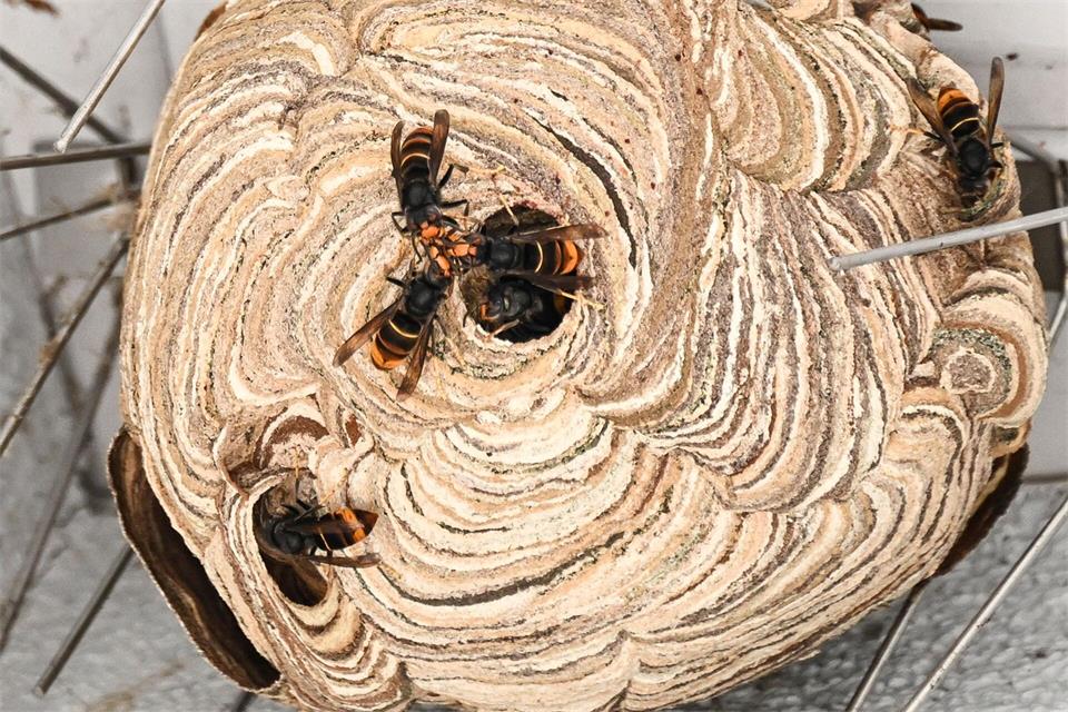 Die Asiatische Hornisse gilt in Sachsen-Anhalt als selten. (Symbolbild)Jens Kalaene/dpa