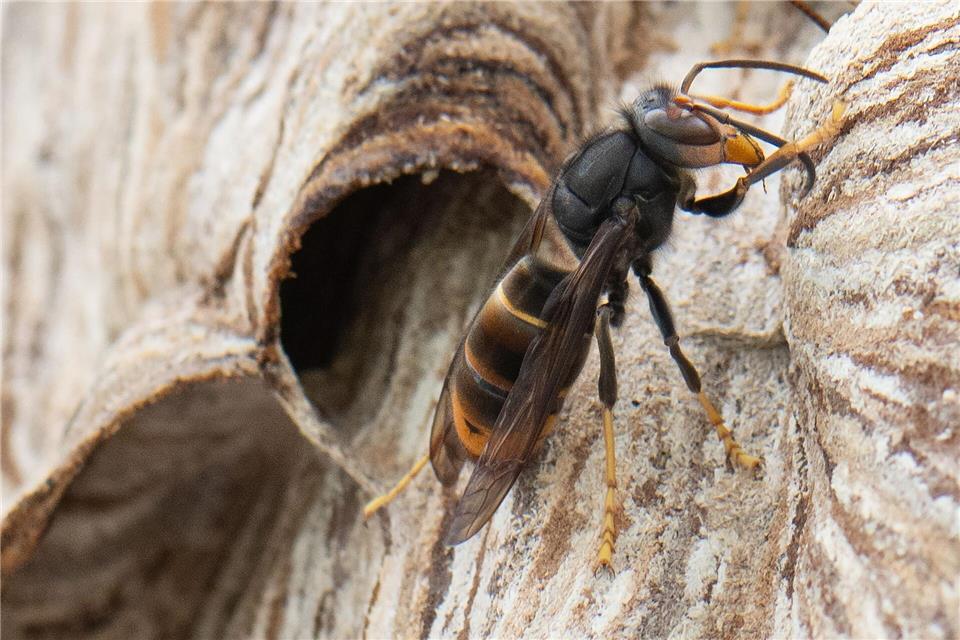Die Asiatische Hornisse vertilgt eine Vielzahl von Insektenarten. (Archivbild)Boris Roessler/dpa