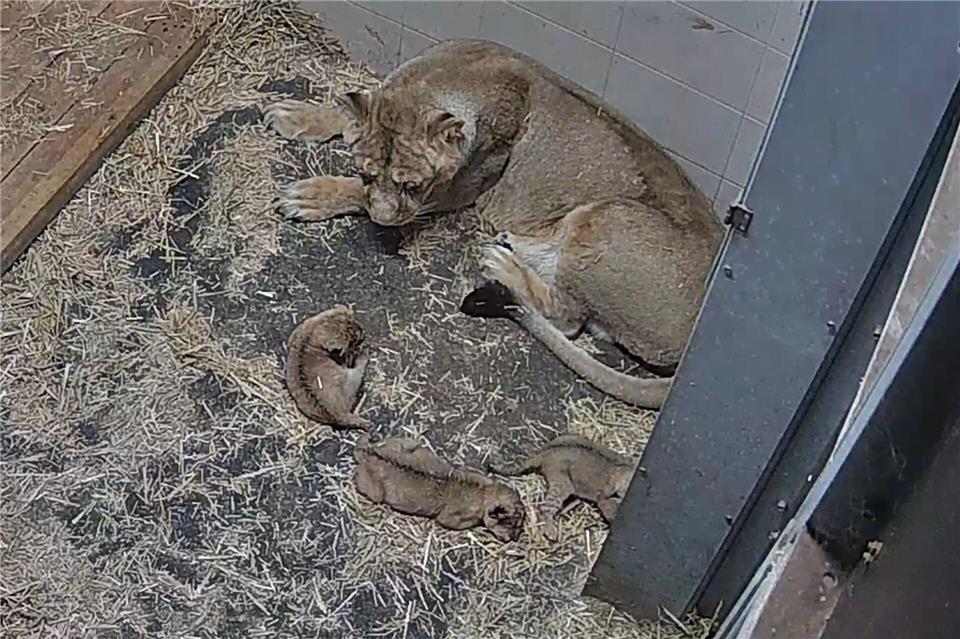 Die Asiatische Löwin Heidi hat im Zoo Schwerin drei Jungtiere zur Welt gebracht.-/Zoo Schwerin/dpa