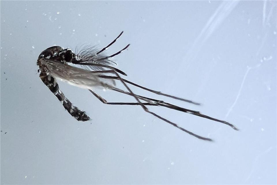 Die Asiatische Tigermücke kann unter anderem den Erreger des Denguefiebers übertragen.Julian Stratenschulte/dpa