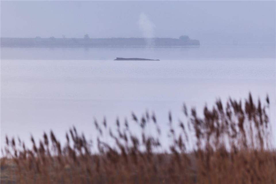 Die Atemfrequenz des Wals war laut Fachleuten zuletzt unregelmäßig.Marcus Golejewski/dpa