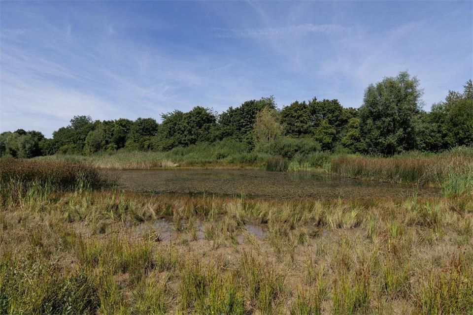 Die Auenlandschaft der ehemaligen Nieheimer Tongrube, wo nachgezüchtete Laubfrösche ausgewildert werden. David Ebener/dpa
