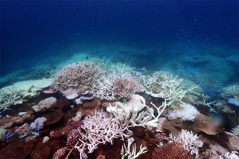 Die Aufwärmung der Meere führt unter anderem zum Absterben von Korallen, hier am Great Barrier Reef (Archivbild).Supplied/CSIRO/dpa