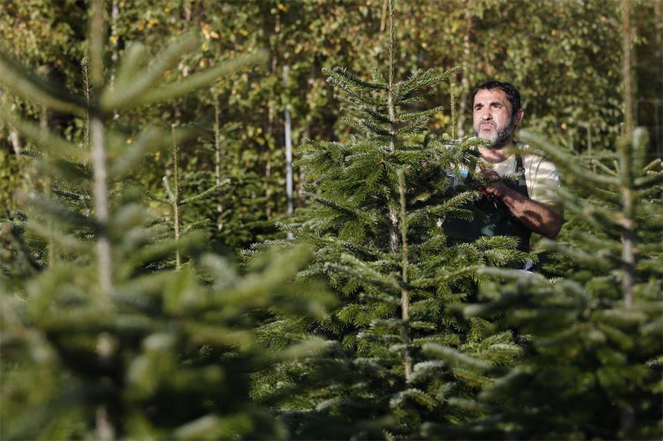 Die Aufzucht der Bäume ist sehr arbeitsaufwendig. Matthias Bein/dpa