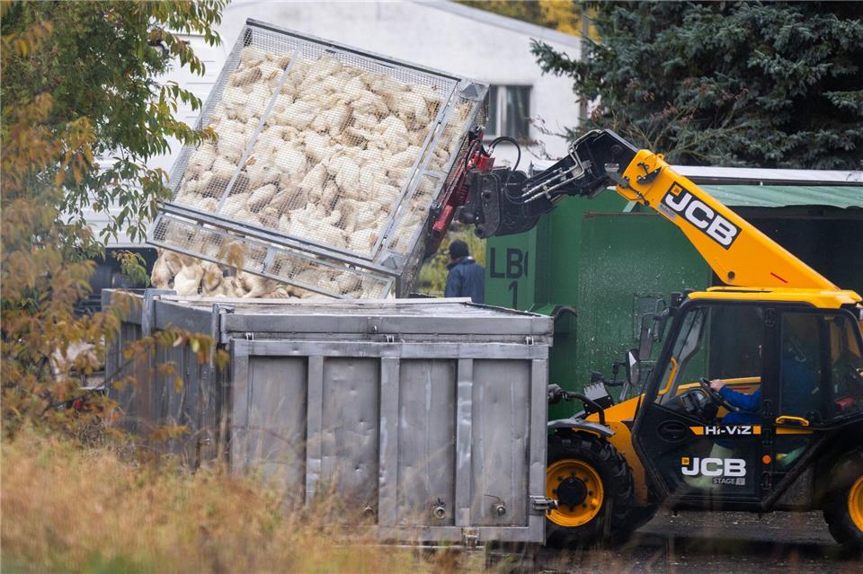 Vogelgrippe breitet sich aus – Zoo und Tierpark in Sorge Die Ausbreitung der Geflügelpest bereitet auch dem Berliner Zoo und Tierpark sorgen.Christophe Gateau/dpa
