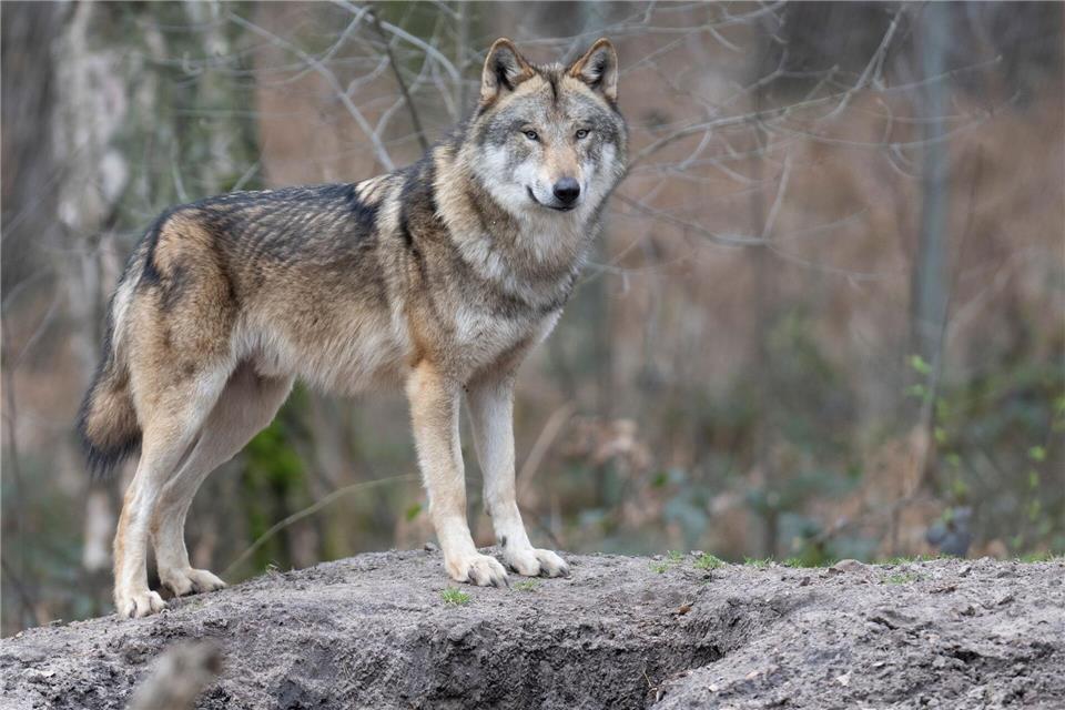 Die Ausbreitung des Wolfes in Rheinland-Pfalz erfolgt laut Experten langsam und punktuell (Archivbild)Boris Roessler/dpa