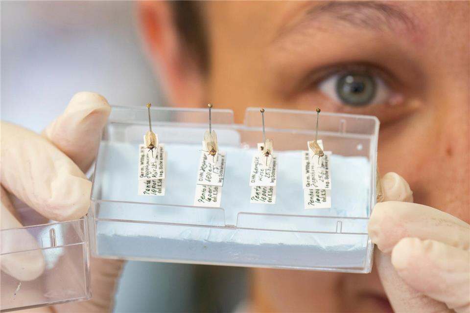 Die Ausbreitung dieser Art gefährdet die Ernte.Boris Roessler/dpa