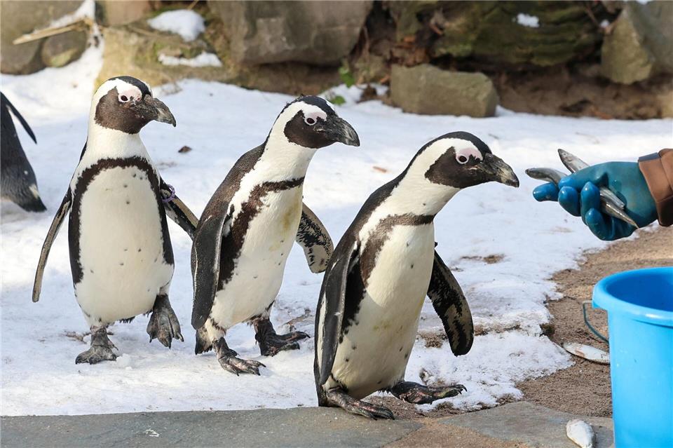 Die Ausgaben der Kommunen für Zoos und botanische Gärten sind zuletzt deutlich gestiegen. (Symbolbild)Peter Gercke/dpa