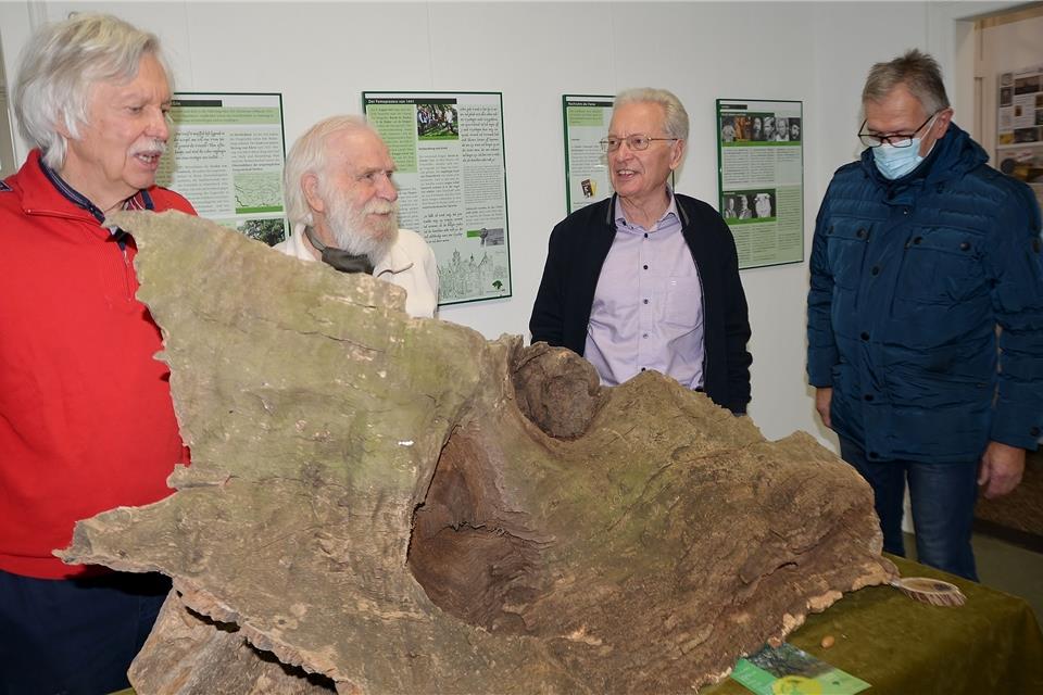 Die Ausstellung über die Femeiche im Heimatmuseum ist im vergangenen November eröffnet worden.