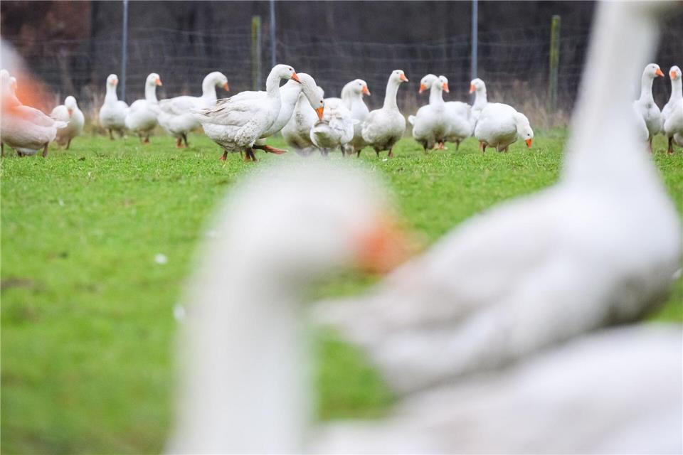 Die Auswirkungen der Vogelgrippe trübt die Stimmung der Gänsehalter vor Weihnachten ein. (Archivbild)  Julian Stratenschulte/dpa