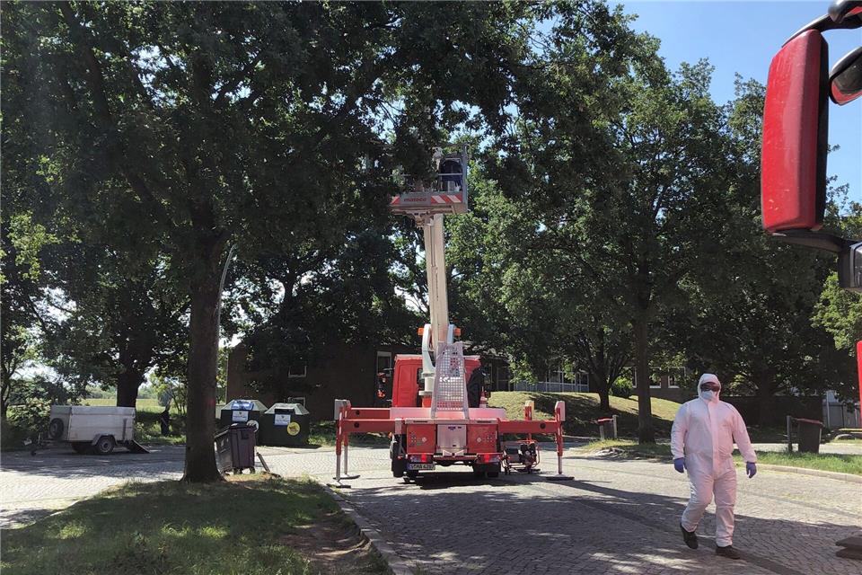 Die Autobahnmeisterei lässt auf dem Rastplatz Stillhorn Ost Nester des Eichenprozessionsspinners von Bäumen absaugen.Veronika Boge/-/dpa