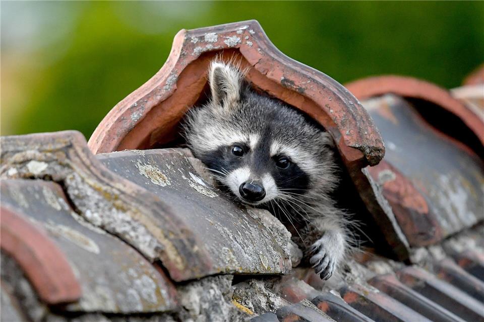 Die Babysaison bei Waschbären beginnt: Wer jetzt nicht vorbeugt, riskiert Lärm, Geruch und Schäden am Haus. (Archivbild)Britta Pedersen/dpa-Zentralbild/dpa