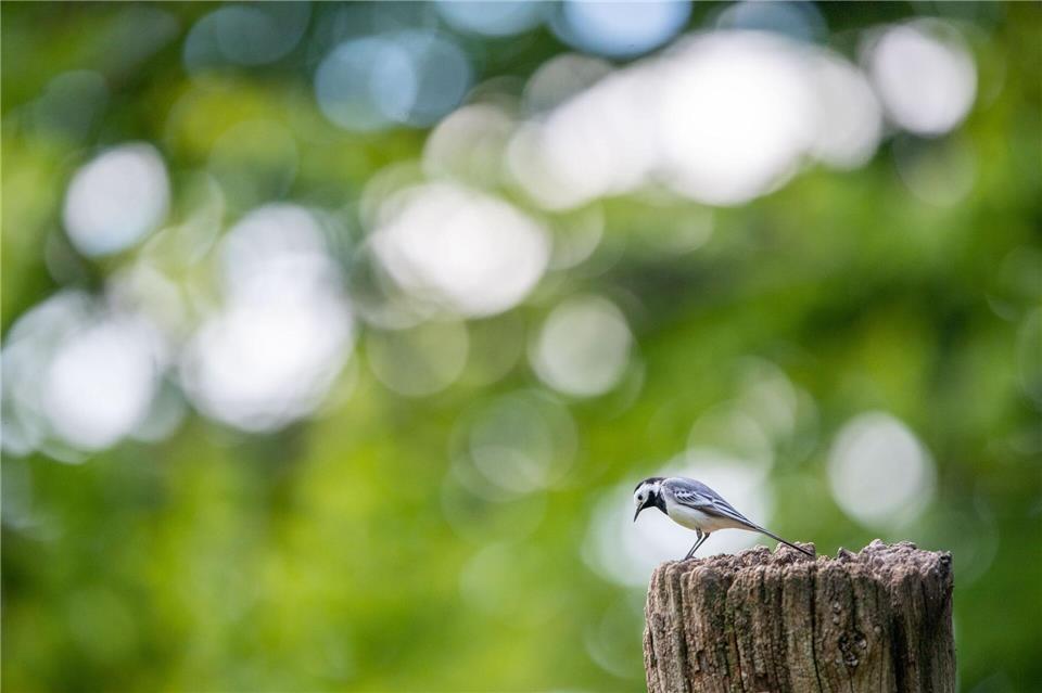 Die Bachstelze gehört zu den ersten Rückkehrern unter den Zugvögeln. (Archivbild)Lino Mirgeler/dpa