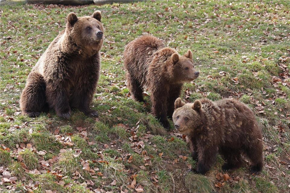 Die Bären im Tierpark in Thale haben ihre Höhle nach dem Winterschlaf verlassen und sind nun ganz interessiert an ihrer Umgebung. Matthias Bein/dpa/ZB