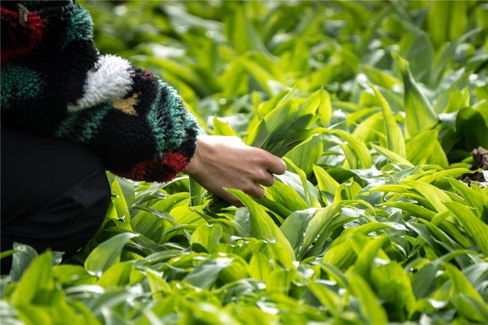 Die Bärlauch-Blätter können leicht mit giftigen Doppelgängern verwechselt werden. (Archivbild)picture alliance/dpa