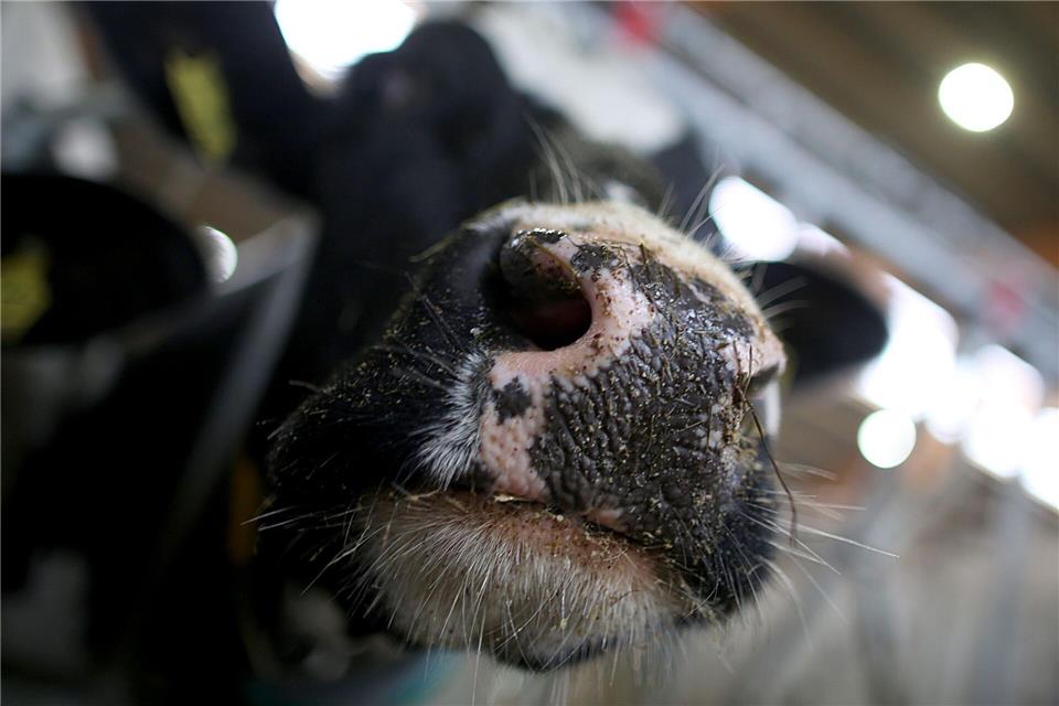 Die Bäuerin wird licht verletzt in eine Klinik gebracht. (Symbolbild)Oliver Berg/dpa