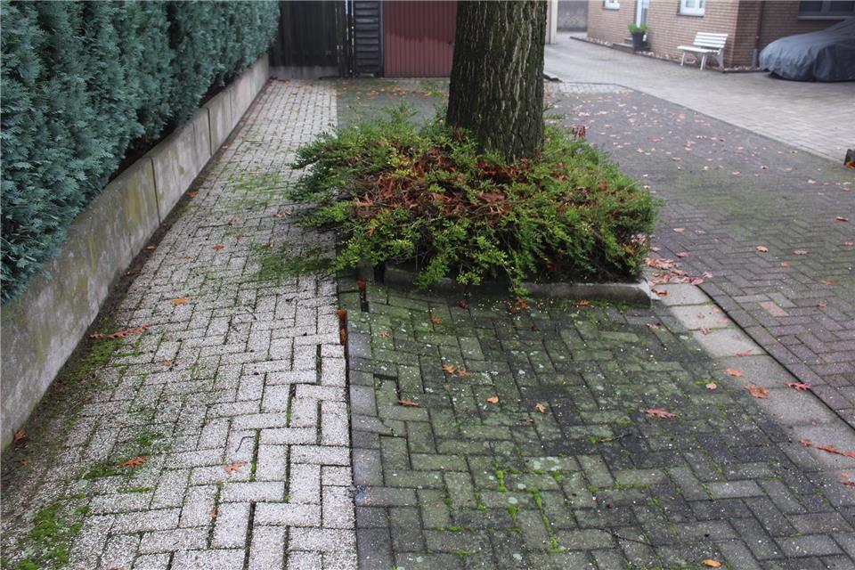 Die Bäume, die das Pflaster angehoben haben, sollen entfernt werden.