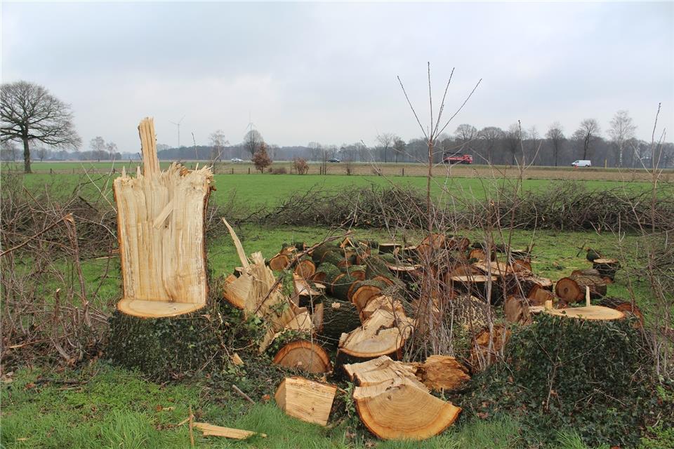 Die Bäume im Bereich der geplanten Zeelink-Gasleitung sind bereits gefällt worden.