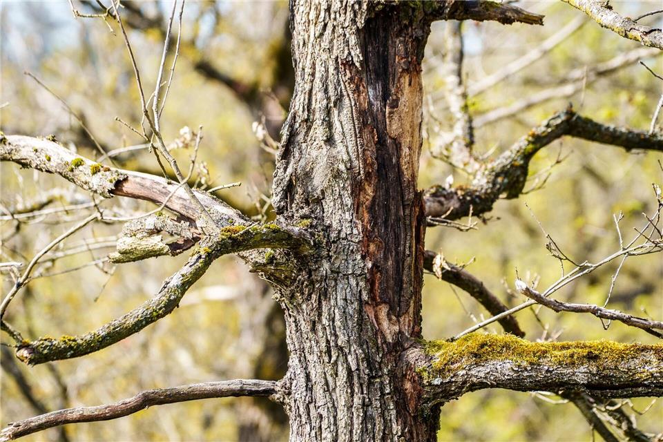 Die Bäume leiden unter Trockenheit und Hitze. Andreas Arnold/dpa