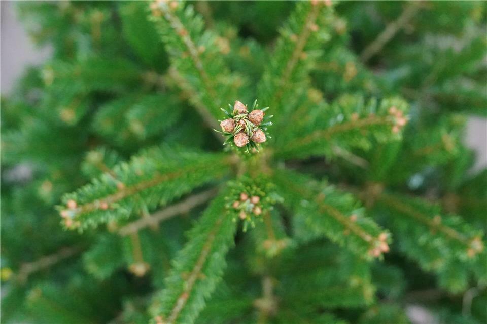 Die Bäume werden nach ihrer Zeit in den Wohnungen weiterverarbeitet. (Symbolbild)Marcus Brandt/dpa