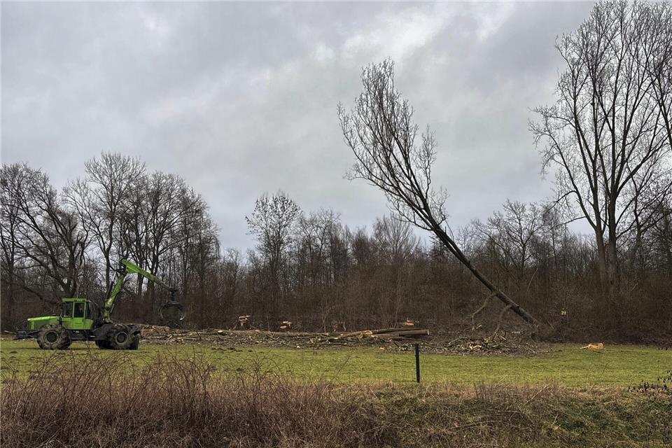Die Bäume werden so gefällt, dass die Stämme auf die Wiese an der Bocholter Aa fallen.