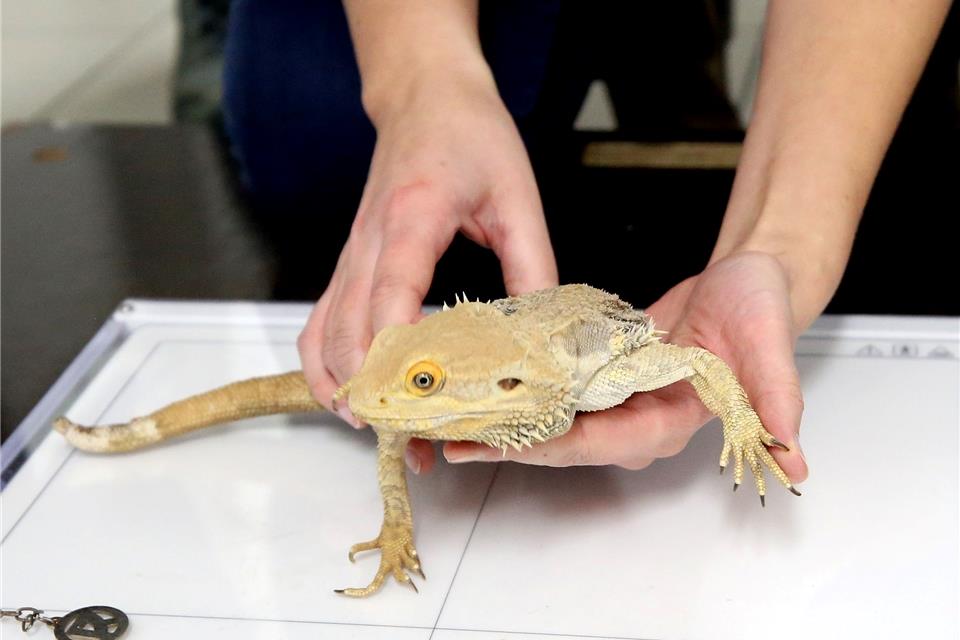 Die Bartagame „Bert“ wird von Tierärztin Carolin Bunert auf die digitale Platte des Röntgengerätes gelegt.