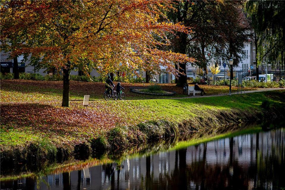 Die Baumschutzsatzung in Oldenburg bleibt bestehen - das ist das Ergebnis eines Bürgerentscheids. (Symbolbild)  Hauke-Christian Dittrich/dpa