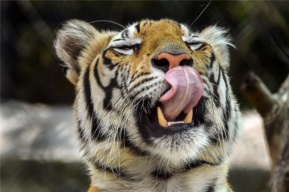 Die Behörden hatten die Bevölkerung aufgerufen, sich sofort zu melden, sollte sie den Tiger sehen. (Archivbild)CHE-RSK/PTI/dpa