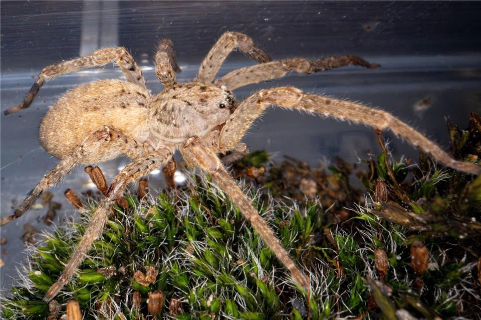 Die Beinspannweite kann laut dem Naturkundemuseum Karlsruhe bis zu fünf Zentimeter betragen. (Archivbild)Benjamin Westhoff/dpa