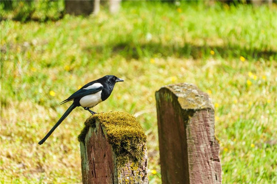 Die Bejagung von Elstern und Rabenkrähen ist nach der Meinung von Naturschützern ökologisch nicht gerechtfertigt. (Archivbild)Andreas Arnold/dpa