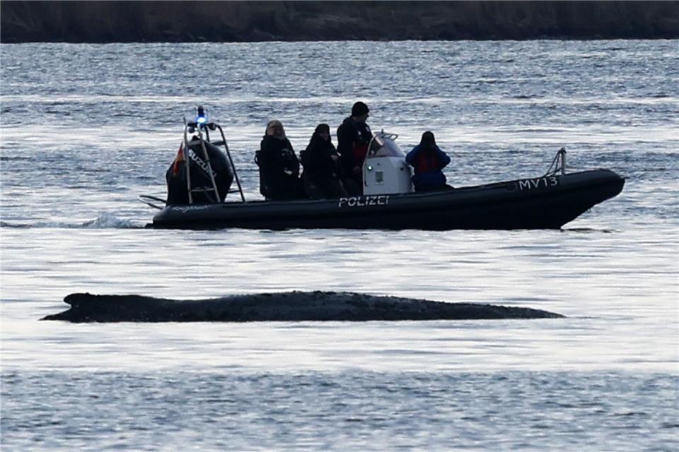 Die Bemühungen um den gestrandeten Wal gehen weiter.Bernd Wüstneck/dpa
