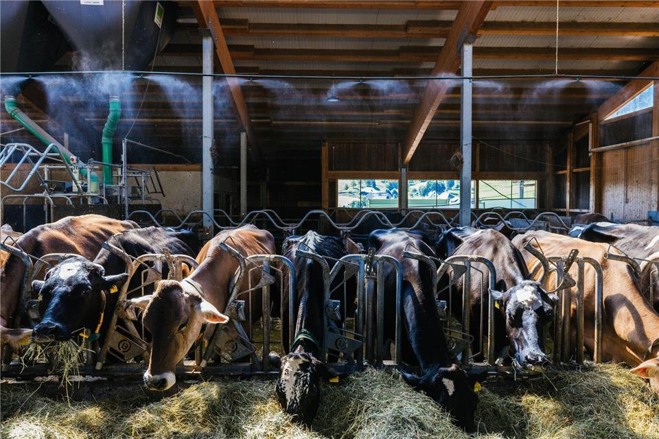 Die Beregnungsanlage soll die Temperatur im Stall senken. Philipp von Ditfurth/dpa