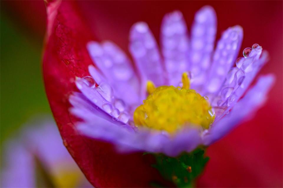 Die Bergaster bringt auch im Herbst noch Farbe in den Garten und hilft spät fliegenden Insekten.picture alliance/dpa