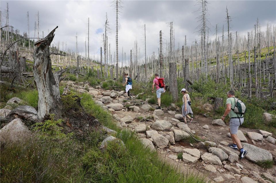 Die Bergwacht im Harz rät Wanderern zu guter Vorbereitung und warnt vor unkritischer Nutzung von Routen aus Apps. (Symbolbild) Matthias Bein/dpa