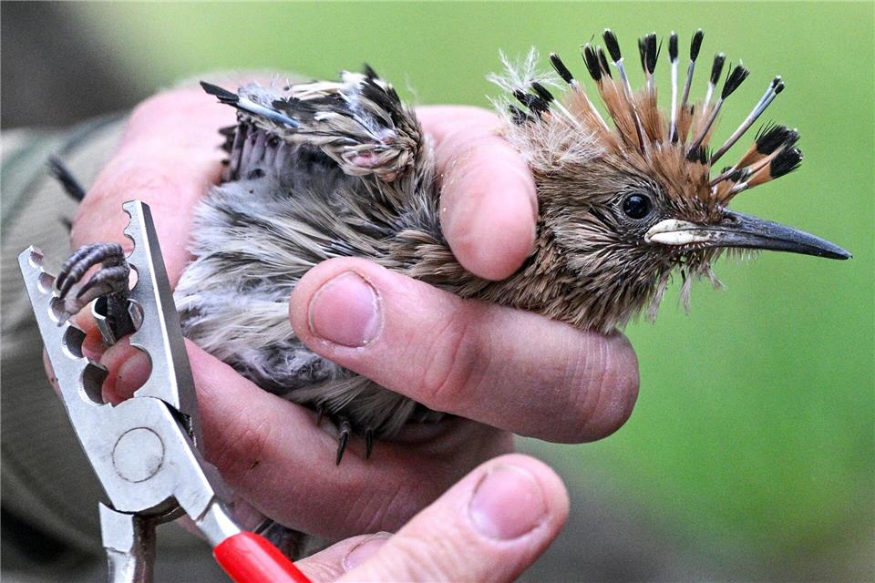 Die Beringung hilft bei Sammeln von Erkenntnissen über den Lebensweg jedes einzelnen Vogels. (Archivbild) Jens Kalaene/dpa