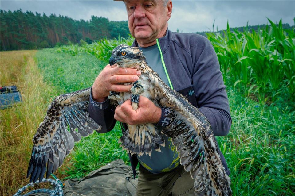 Die Beringung junger Fischadler dient der Erfassung und Beobachtung der Bestandsentwicklung, Bewegungsmuster und Verhaltensweisen der Tiere.Jens Büttner/dpa