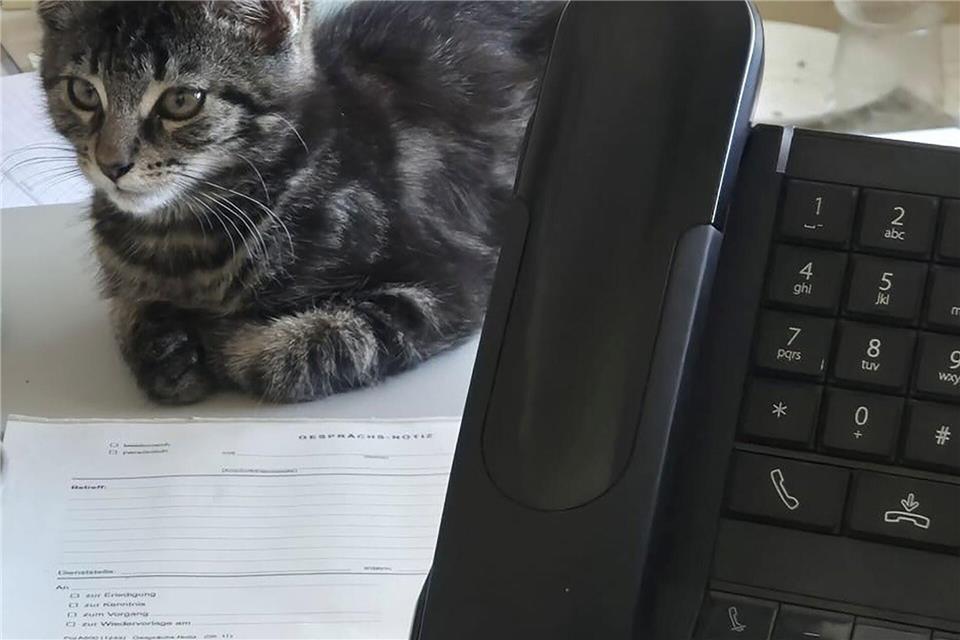 Die Berliner Polizei kümmert sich um Entenküken und Katzen. -/Polizei Berlin/dpa