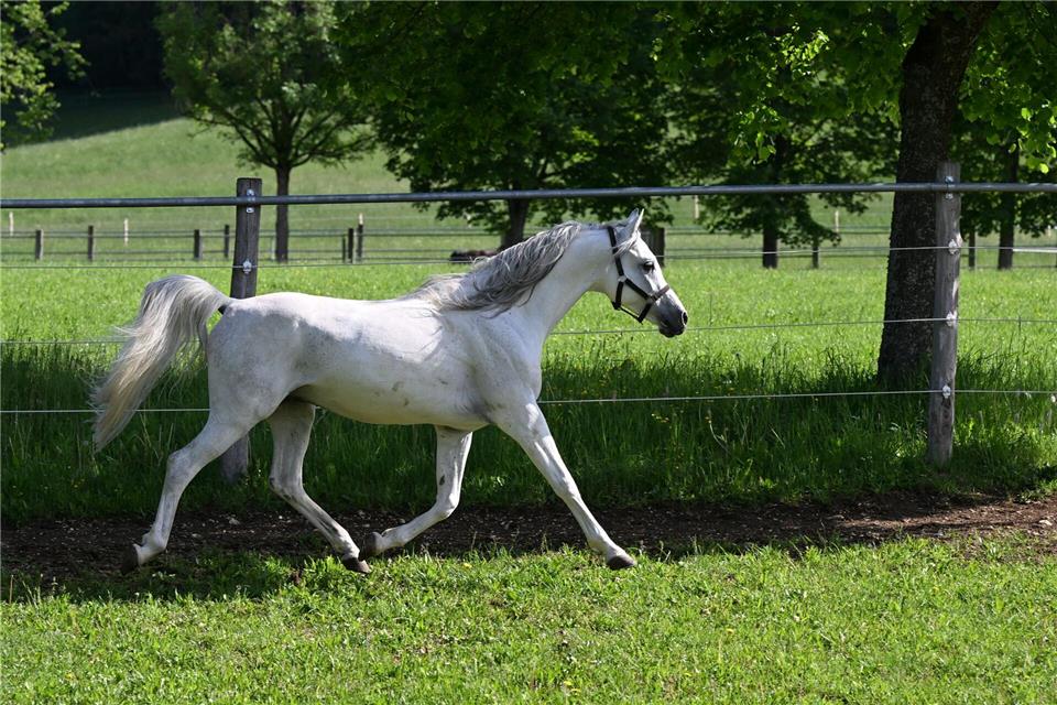 Die Besitzerin wollte das Pferd von der Koppel nahe der Autobahn holen, als es sich losriss. (Symbolbild)Bernd Weißbrod/dpa