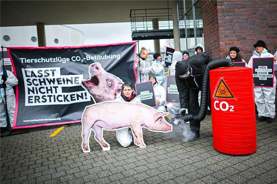 Die Betäubung von Schweinen durch das Gas CO2 ist umstritten - Tierschützer wollen gerichtlich prüfen lassen, ob das Verfahren erlaubt ist. Sina Schuldt/dpa