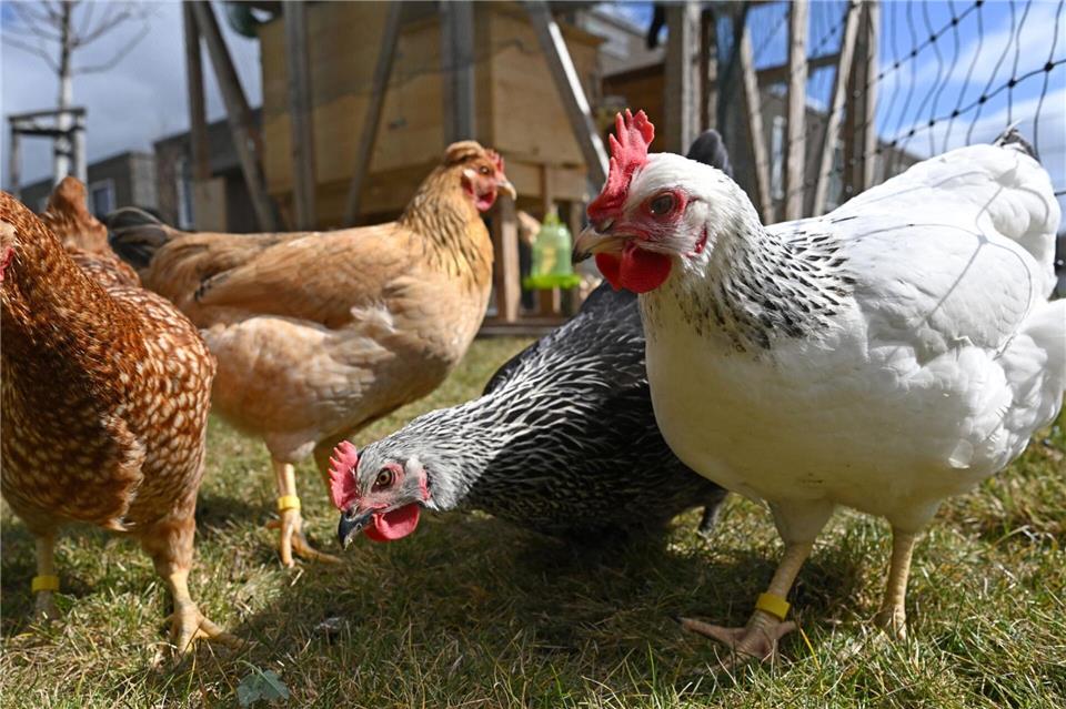 Die Bewohner des Pflegeheims haben die Tiere ins Herz geschlossen. Martin Schutt/dpa