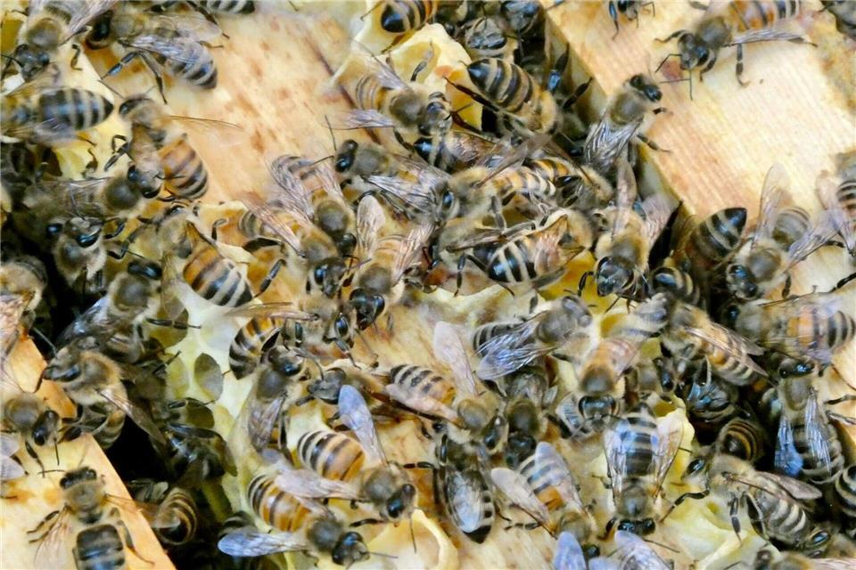 Die Bienen sind immer in Bewegung. (Archivbild)Alina Gr�nky/dpa