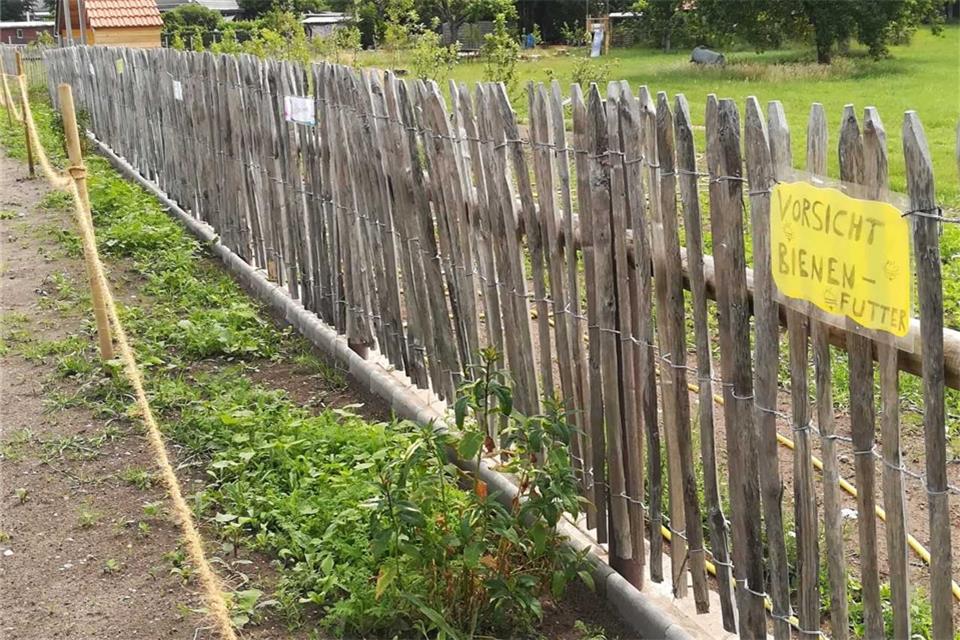 Die Bienen sollen hier zusätzliche Nahrung finden.