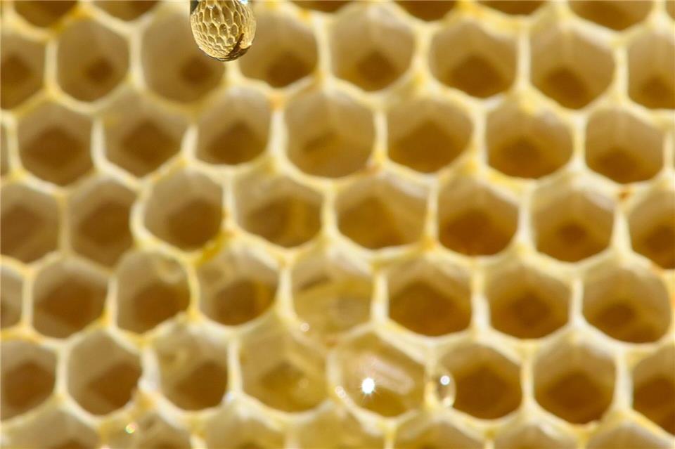 Die Bienensaison 2025 ist vorbei. (Symbolbild)Klaus-Dietmar Gabbert/dpa