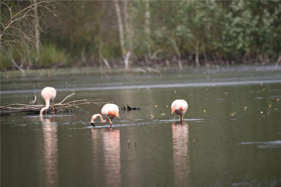 Die Biologische Station Zwillbrock lädt am 26. April zu Führungen und Veranstaltungen rund um das Venn und die Flamingos ein.