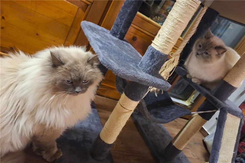 Die Birma-Kater Hubert  und Staller (r) sind inzwischen wieder im Allgäu vereint.-/Polizeiinspektion Füssen/dpa